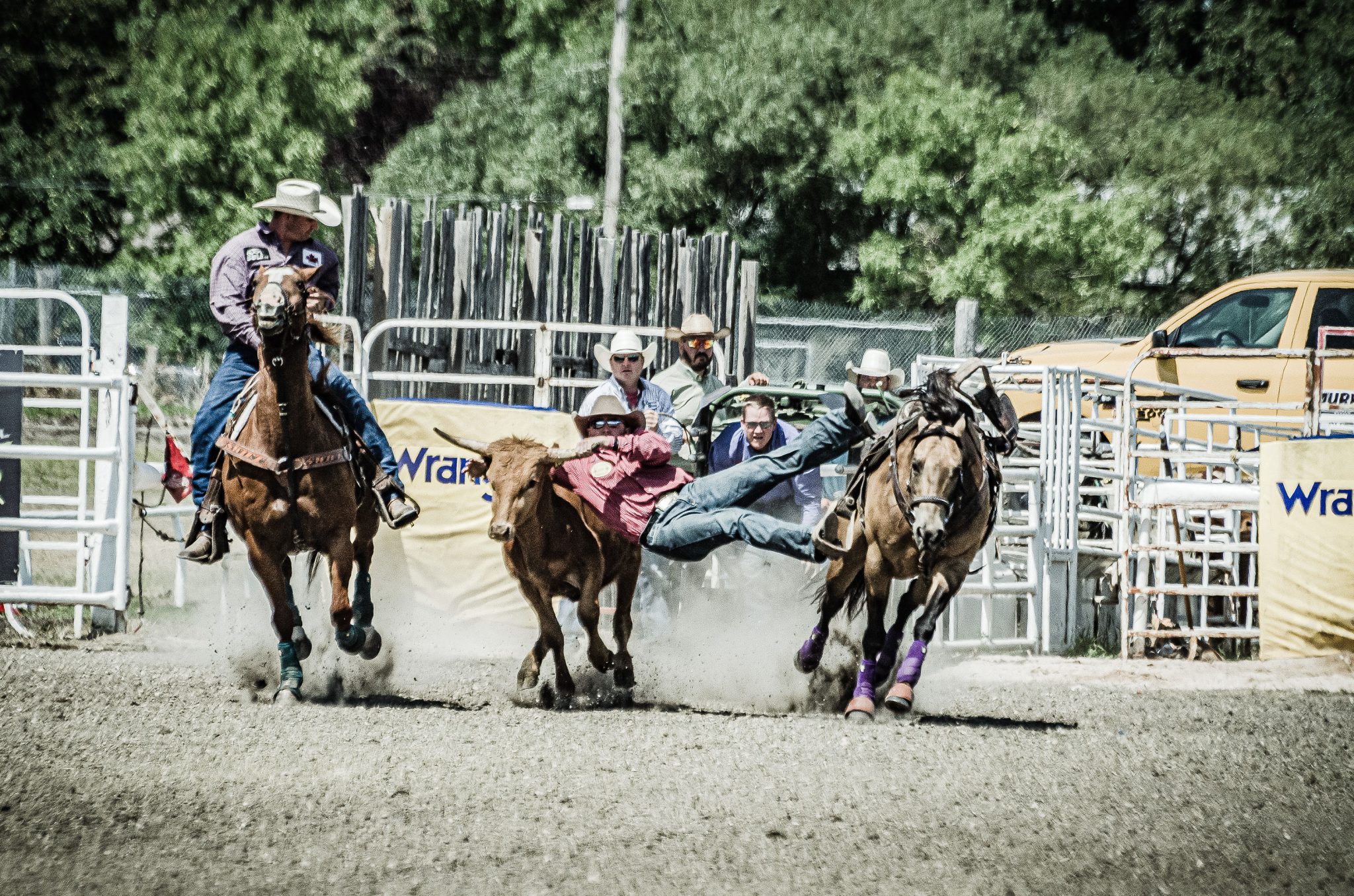 Steer Wrestling Manitoba Stampede